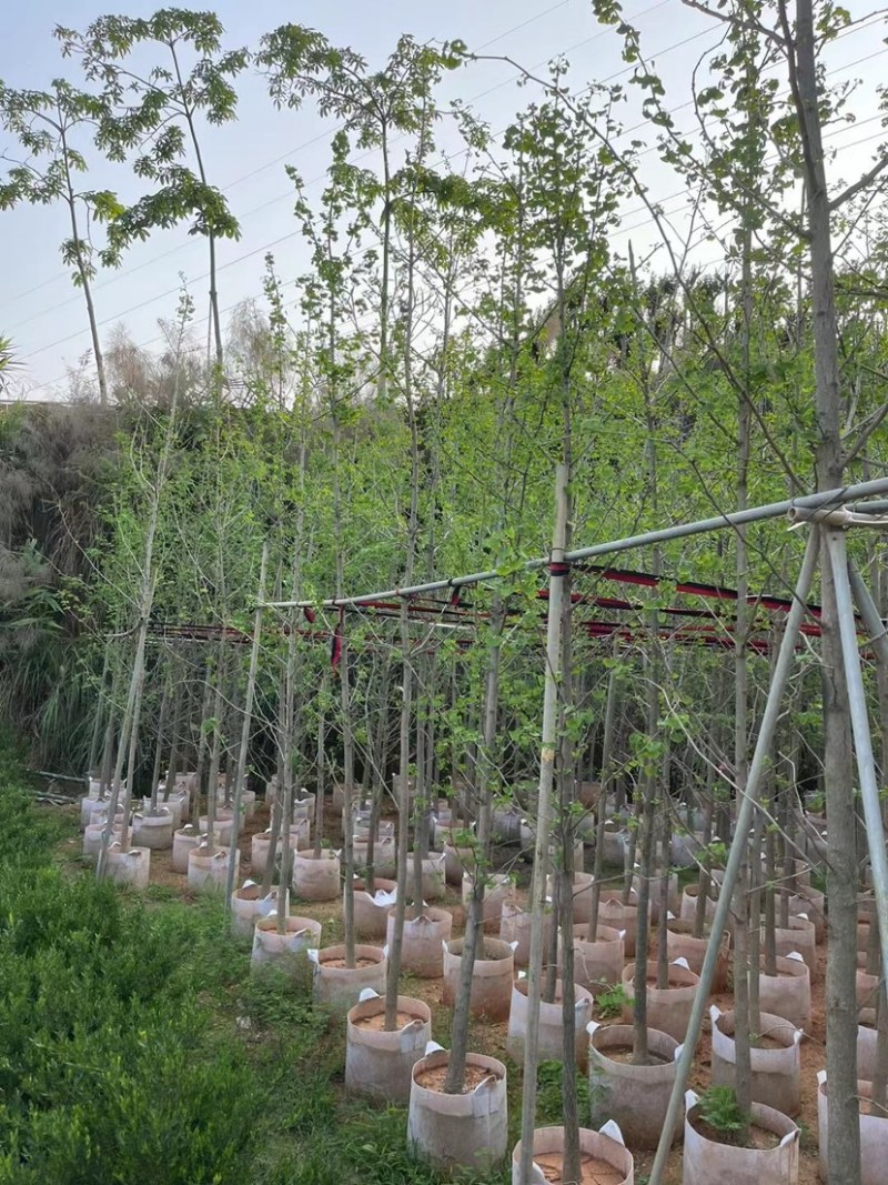 银杏树基地直销规格齐全欢迎老板来电咨询合作