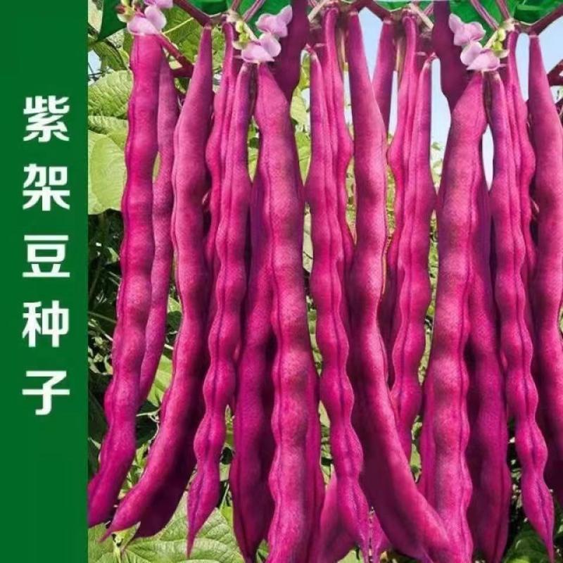 秋紫豆豆角种子芸豆蔬菜种子红豆角锅里变色春秋播种