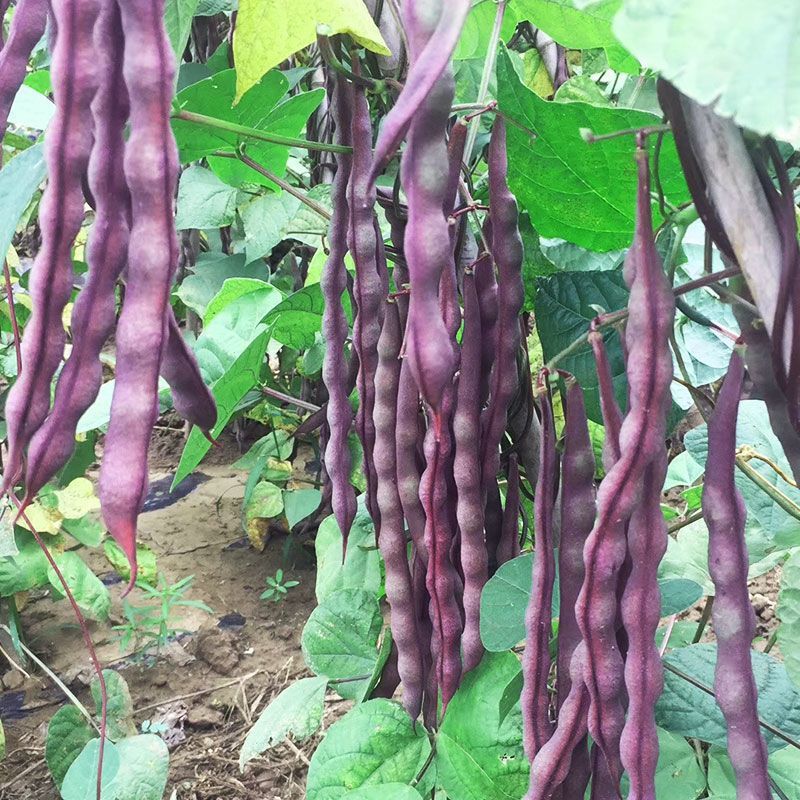 秋紫豆豆角种子芸豆蔬菜种子红豆角锅里变色春秋播种