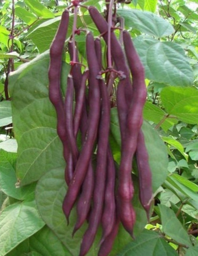 秋紫豆豆角种子芸豆蔬菜种子红豆角锅里变色春秋播种