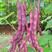 秋紫豆豆角种子芸豆蔬菜种子红豆角锅里变色春秋播种