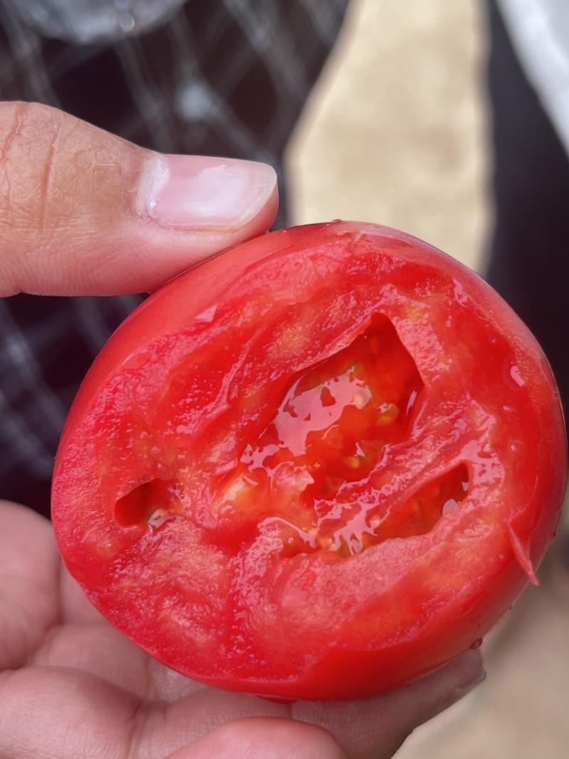 西红柿产地直发基地货源可视频看货量大从优