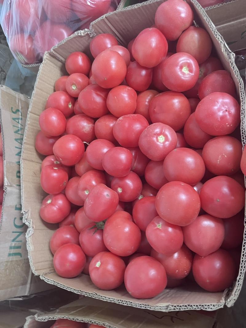 西红柿产地直发基地货源可视频看货量大从优