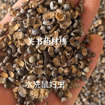 鼠妇虫，清水货，关书药材桟中药批发规格齐全…………………