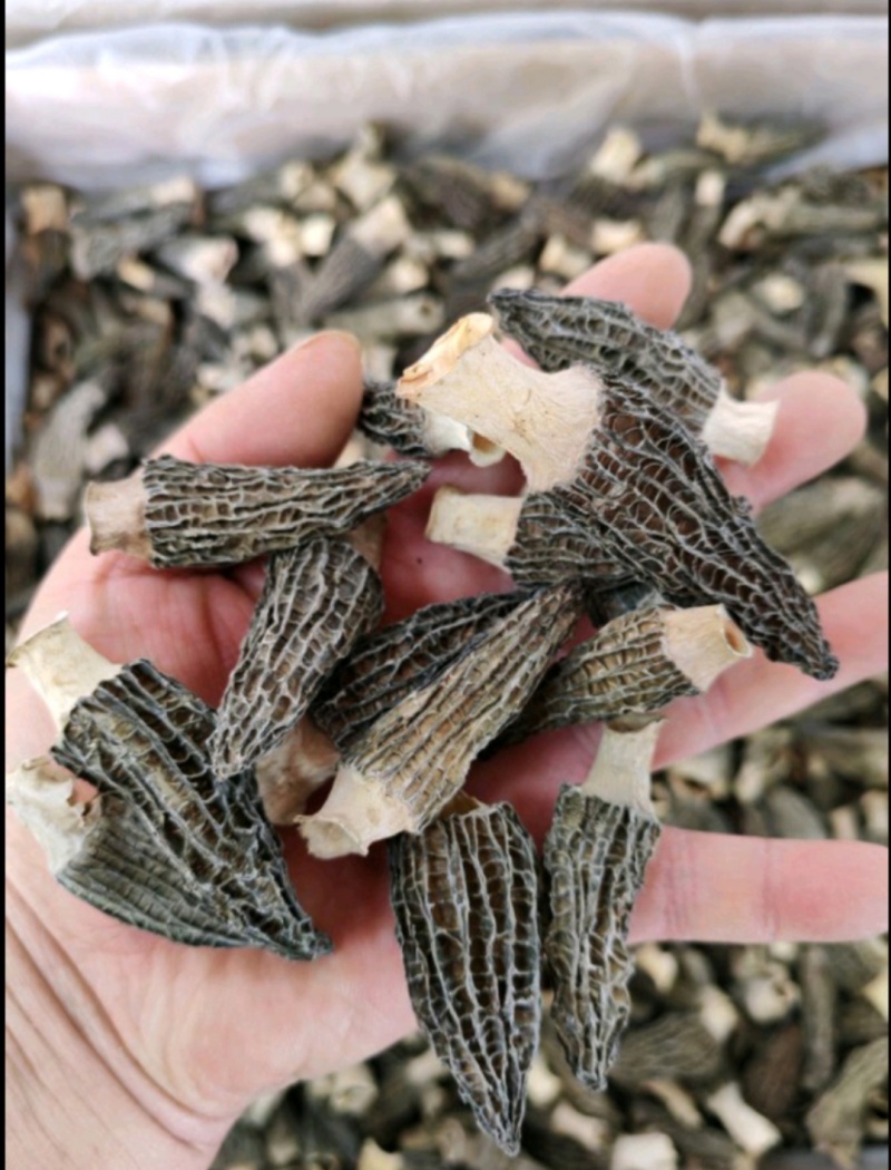 2024年羊肚菌干货500g包邮