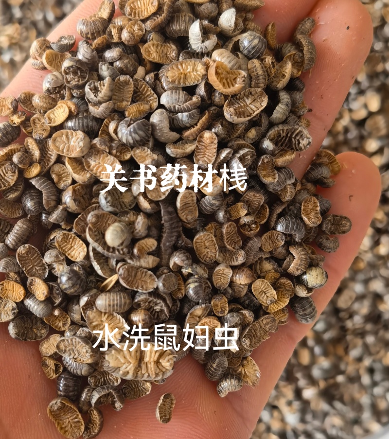鼠妇虫，清水货，关书药材桟中药批发规格齐全…………………