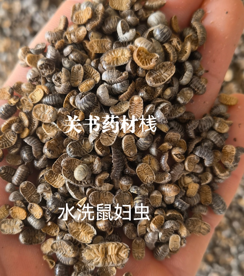 鼠妇虫，清水货，关书药材桟中药批发规格齐全…………………