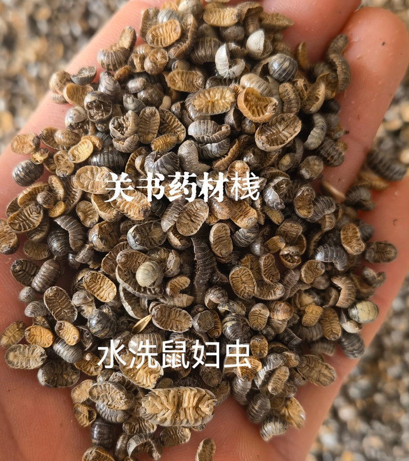 鼠妇虫，清水货，关书药材桟中药批发规格齐全…………………