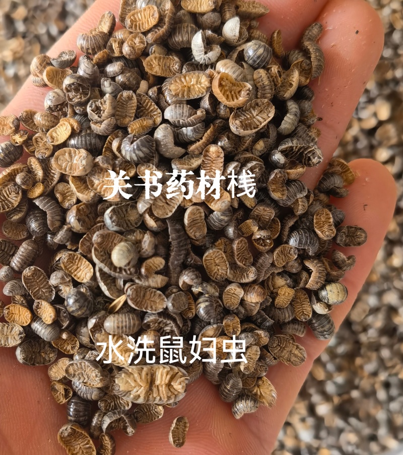 鼠妇虫，清水货，关书药材桟中药批发规格齐全…………………