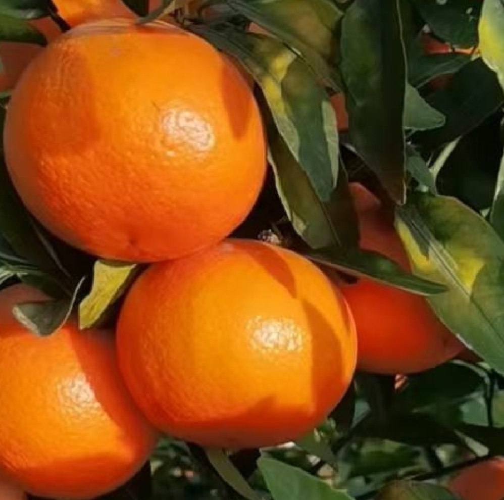 新鲜采摘的沃柑果实在阳光下