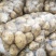 城固大棚土豆黄心沃土5号质量保证量大从优全国发货