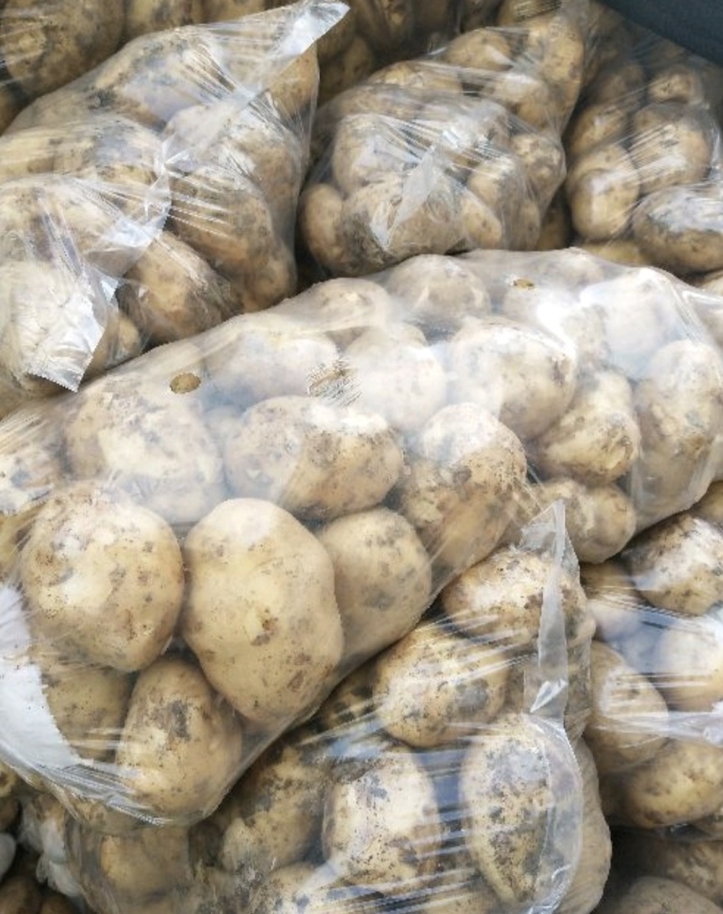 城固大棚土豆黄心沃土5号质量保证量大从优全国发货