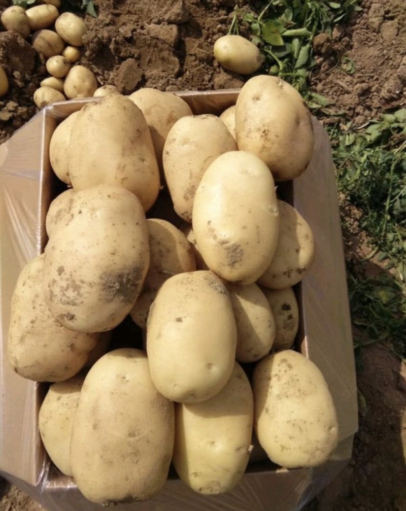 城固大棚土豆黄心沃土5号质量保证量大从优全国发货