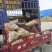 城固大棚土豆黄心沃土5号质量保证量大从优全国发货