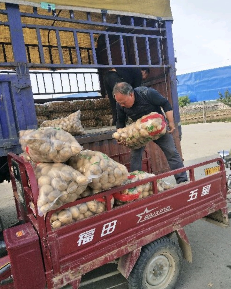 城固大棚土豆黄心沃土5号质量保证量大从优全国发货