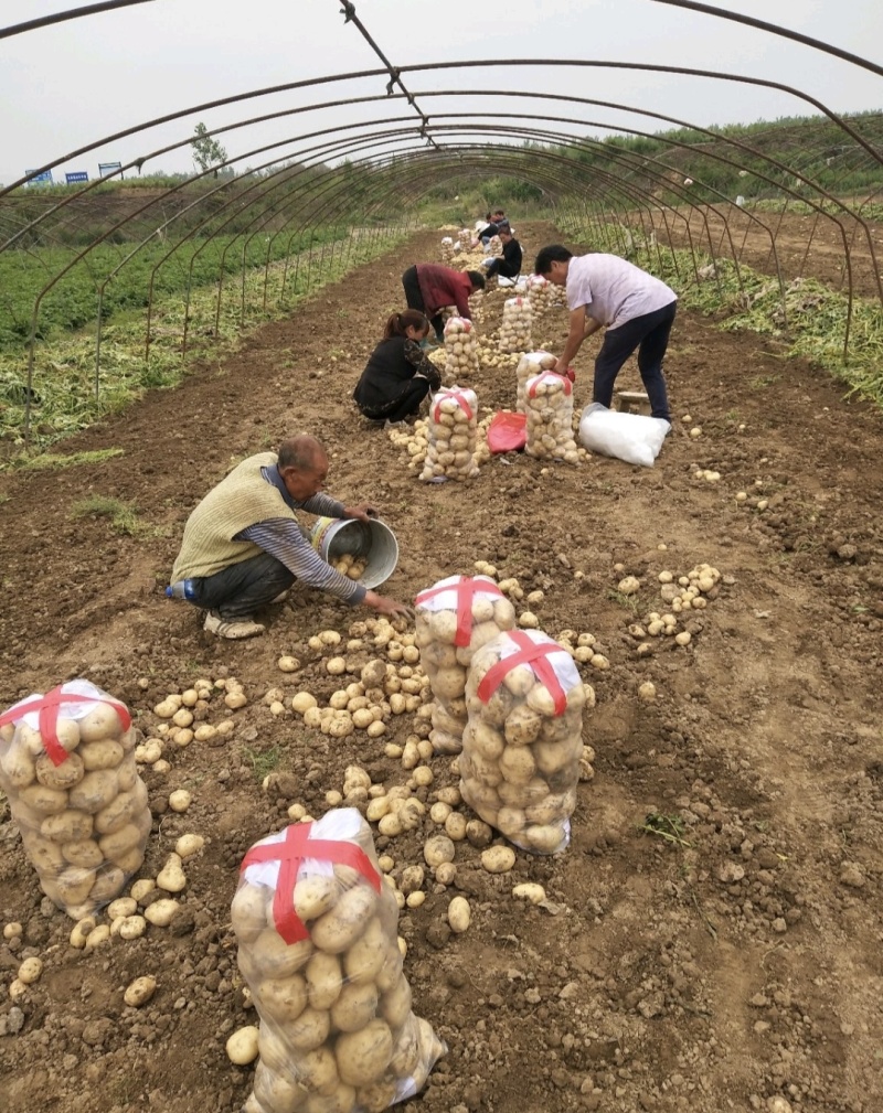 城固大棚土豆黄心沃土5号质量保证量大从优全国发货