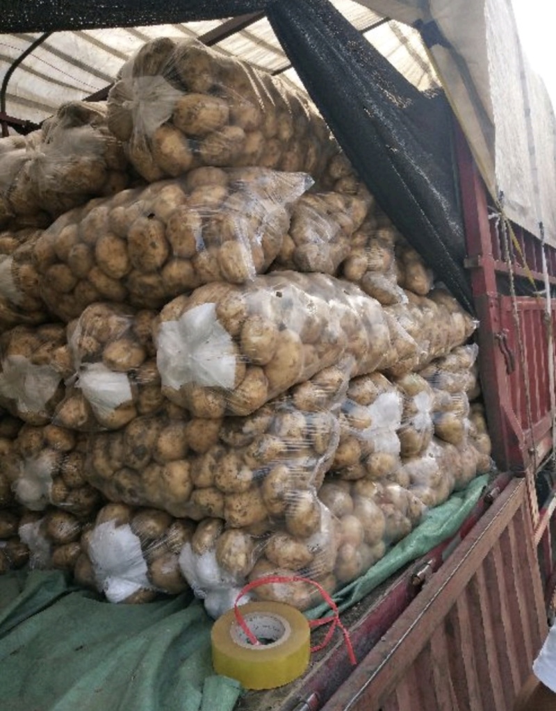 城固大棚土豆黄心沃土5号质量保证量大从优全国发货