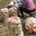 城固大棚土豆黄心沃土5号质量保证量大从优全国发货