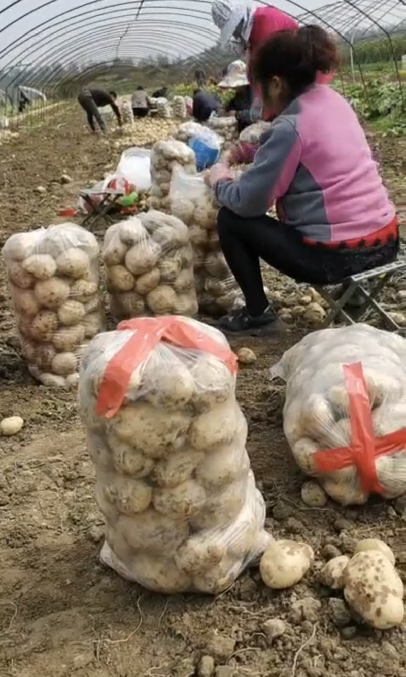 城固大棚土豆黄心沃土5号质量保证量大从优全国发货