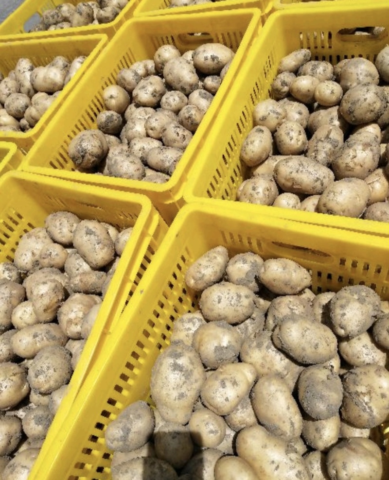 城固大棚土豆黄心沃土5号质量保证量大从优全国发货