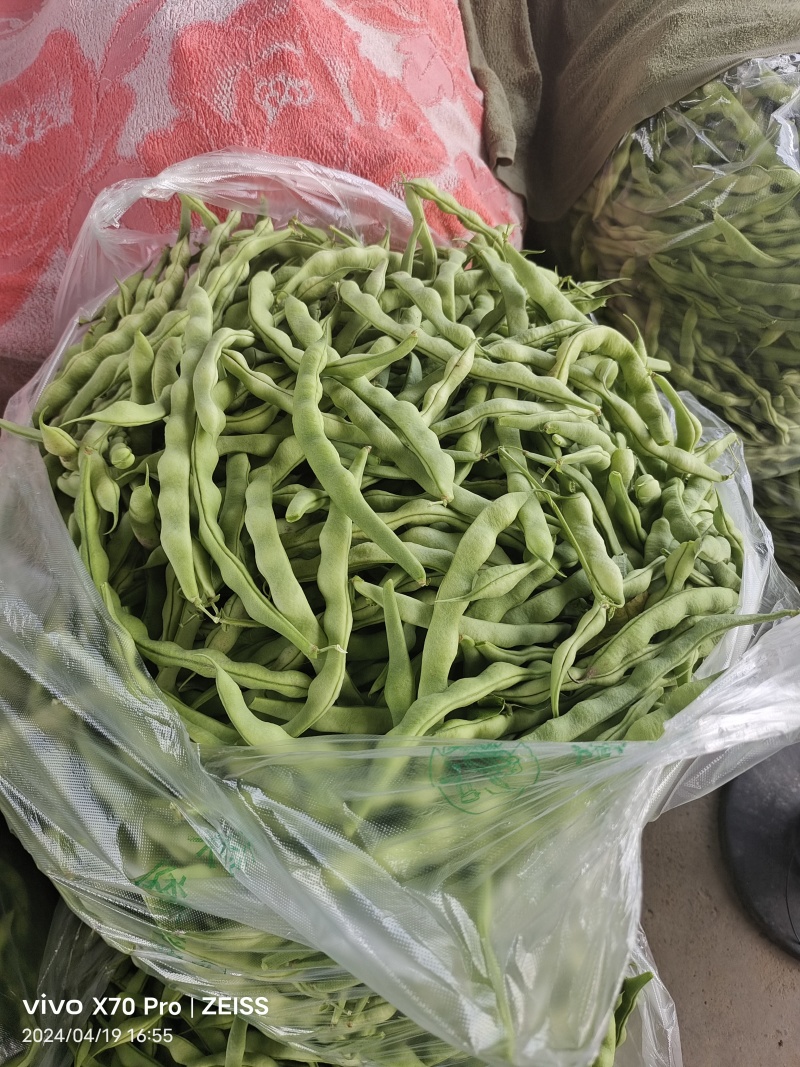 架豆15~20cm