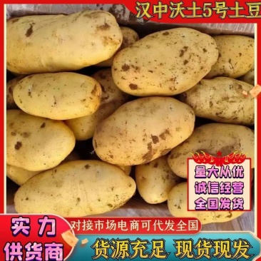 陕西土豆黄心土豆沃土5号产地一手货源实力代发全国