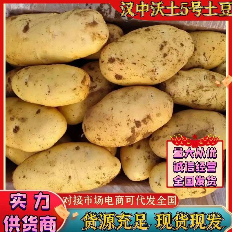 陕西土豆黄心土豆沃土5号产地一手货源实力代发全国