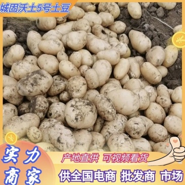 城固大棚土豆黄心沃土5号质量保证量大从优全国发货