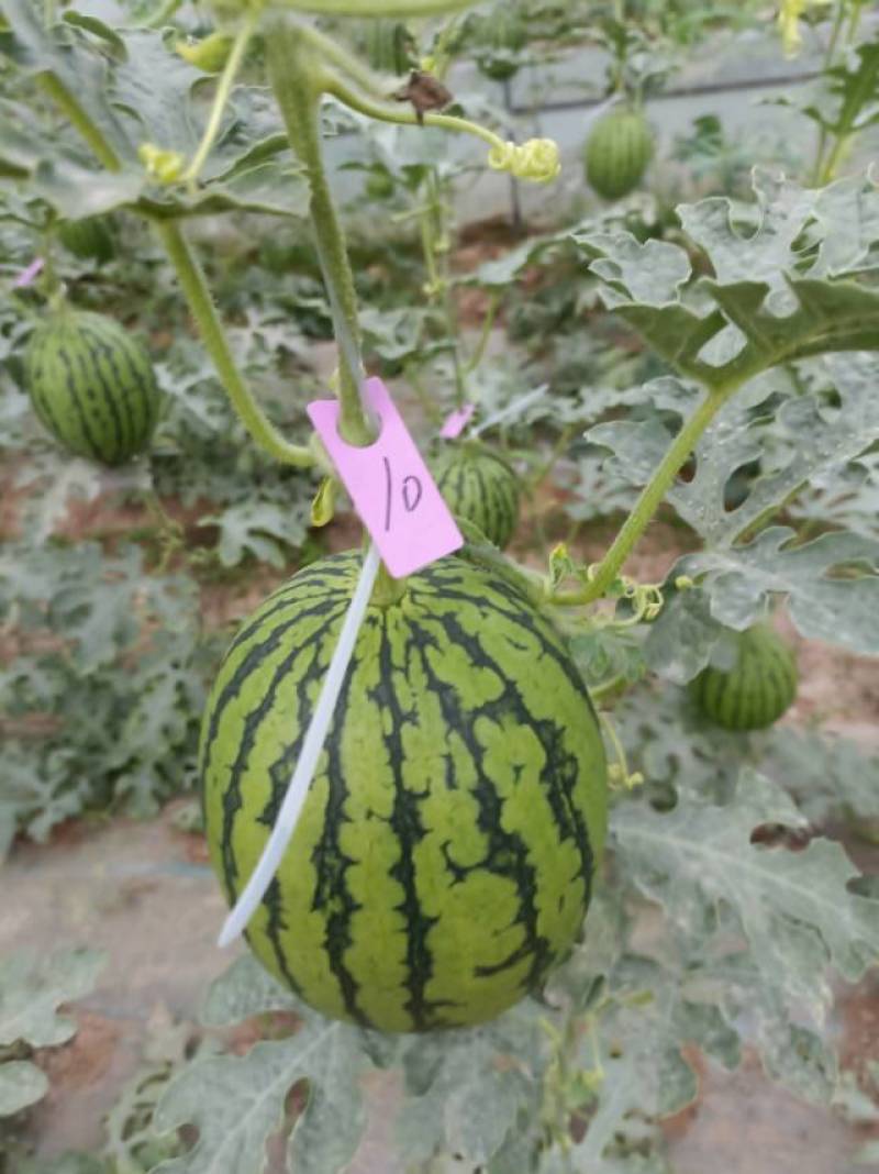 吊篮西瓜新鲜甜蜜，直供农场，**特惠，快来选购！