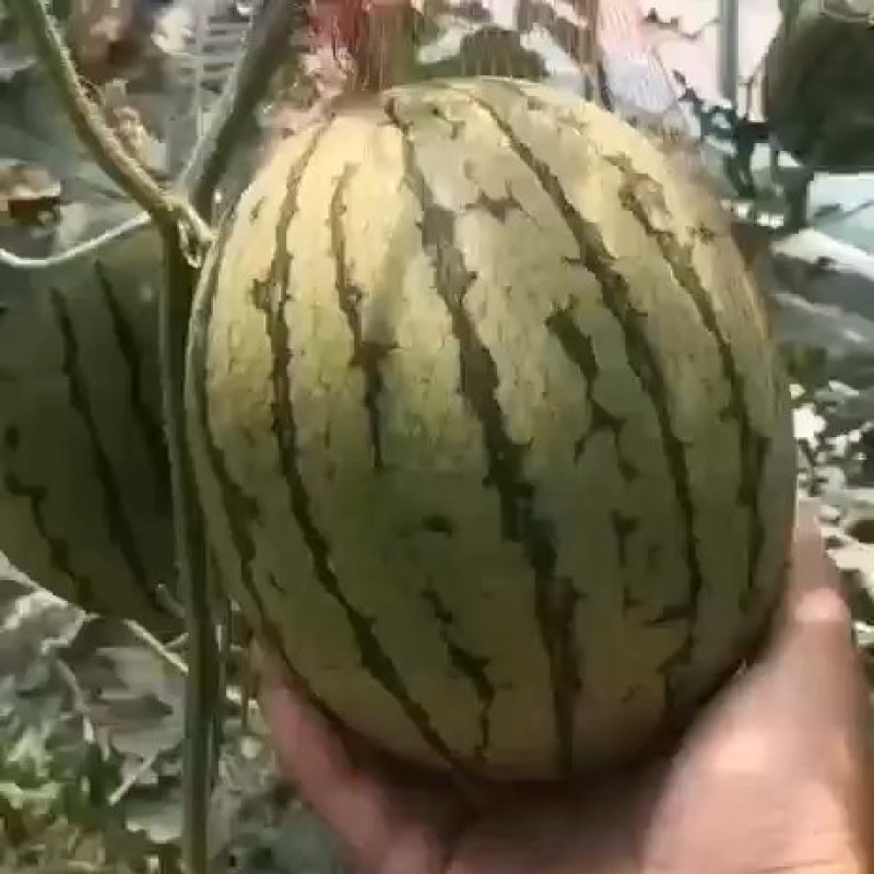 吊篮西瓜新鲜甜蜜，直供农场，**特惠，快来选购！