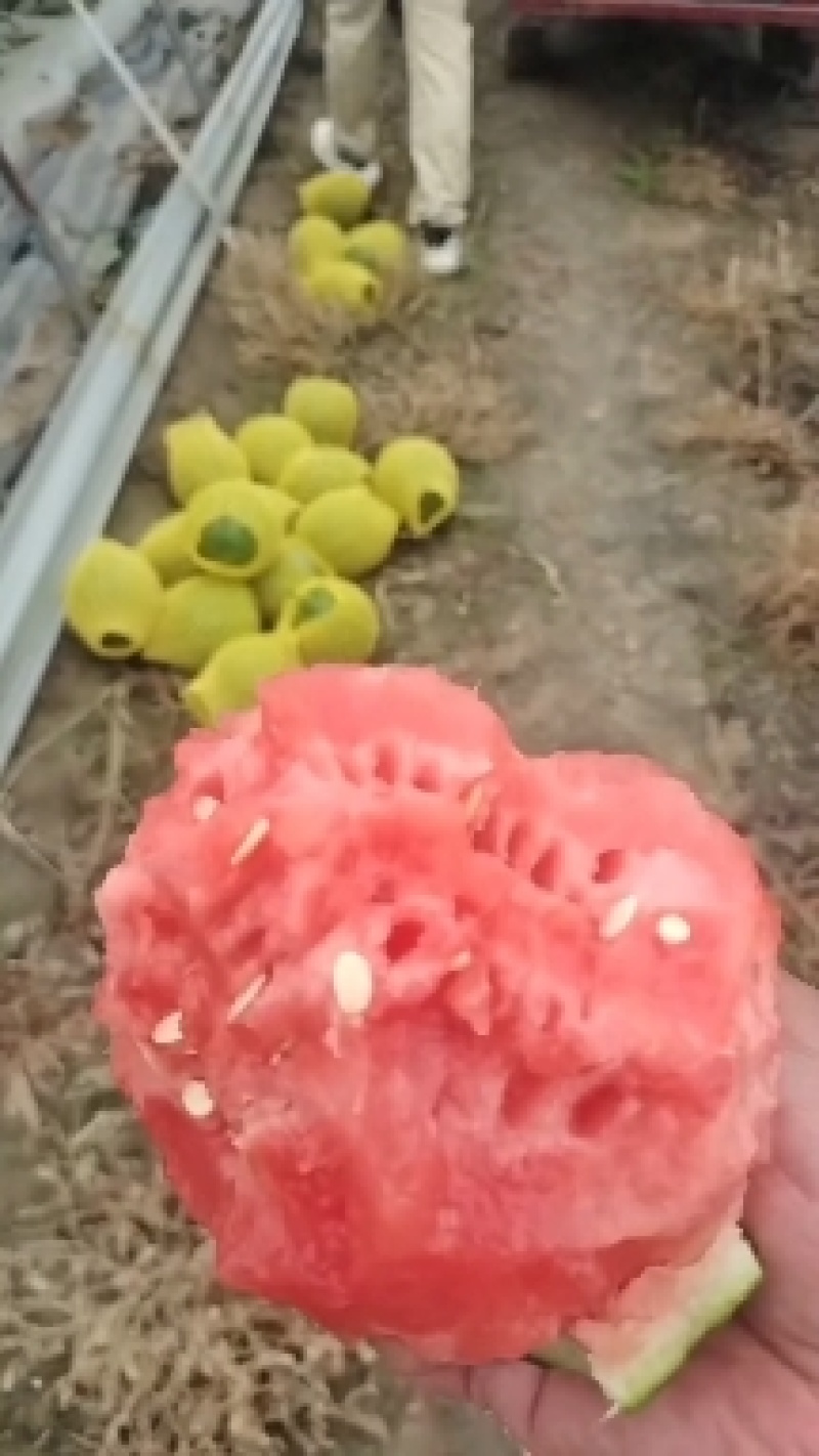 吊篮西瓜新鲜甜蜜，直供农场，**特惠，快来选购！
