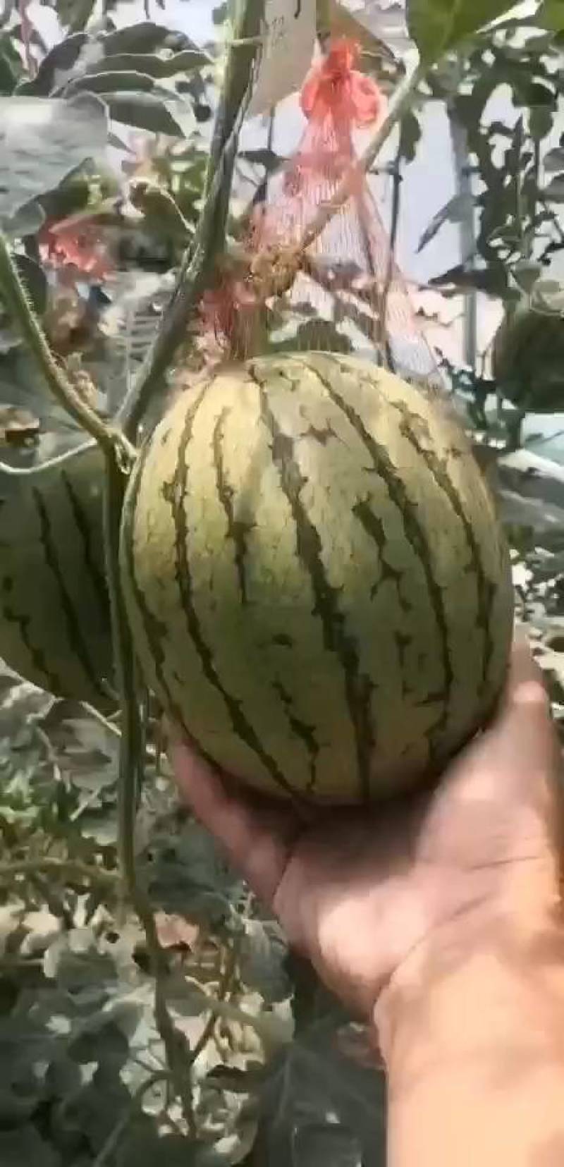 吊篮西瓜新鲜甜蜜，直供农场，**特惠，快来选购！