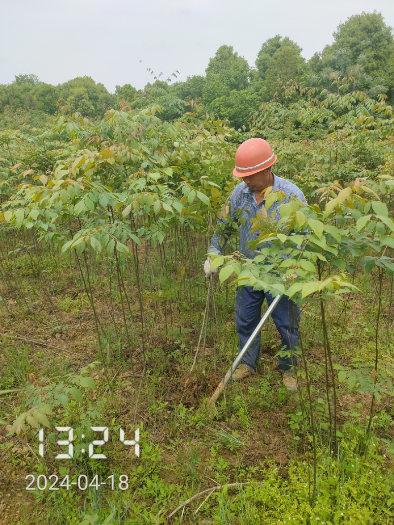 栾树苗