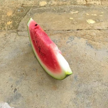 西瓜黑美人