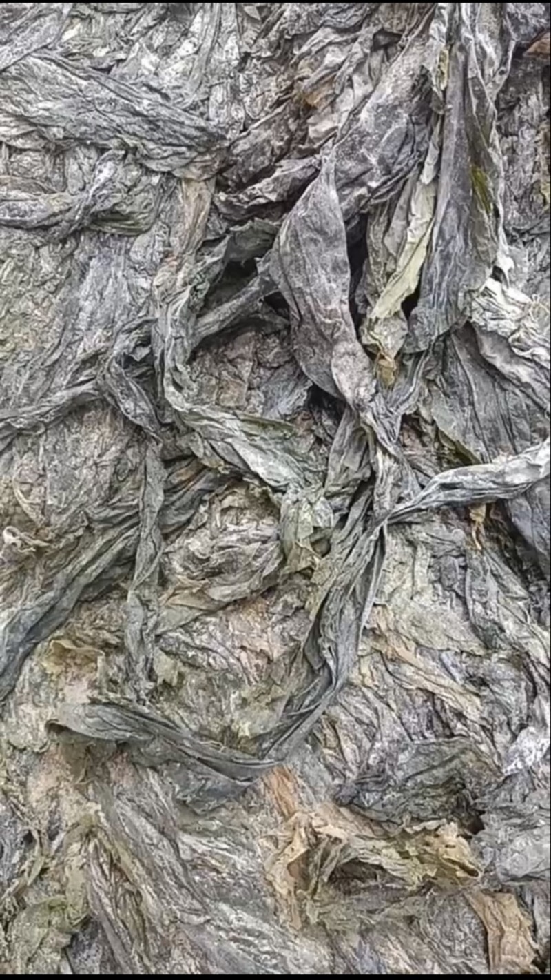 海带～沙菜
