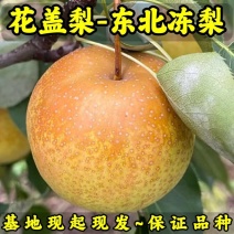 花盖梨树苗(东北冻梨)耐寒新品种梨树苗辽宁果树苗根系发达