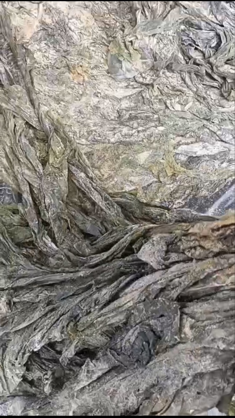 海带～沙菜