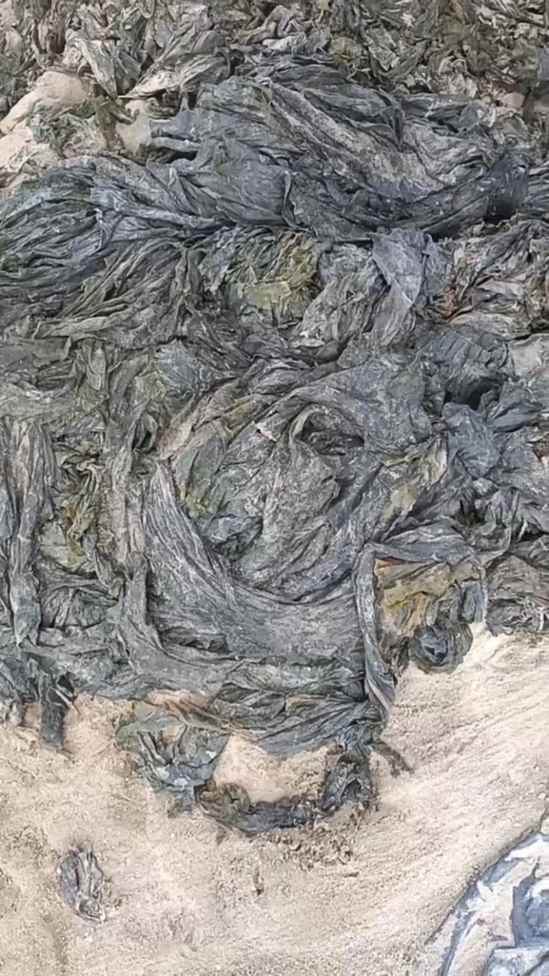 海带～沙菜