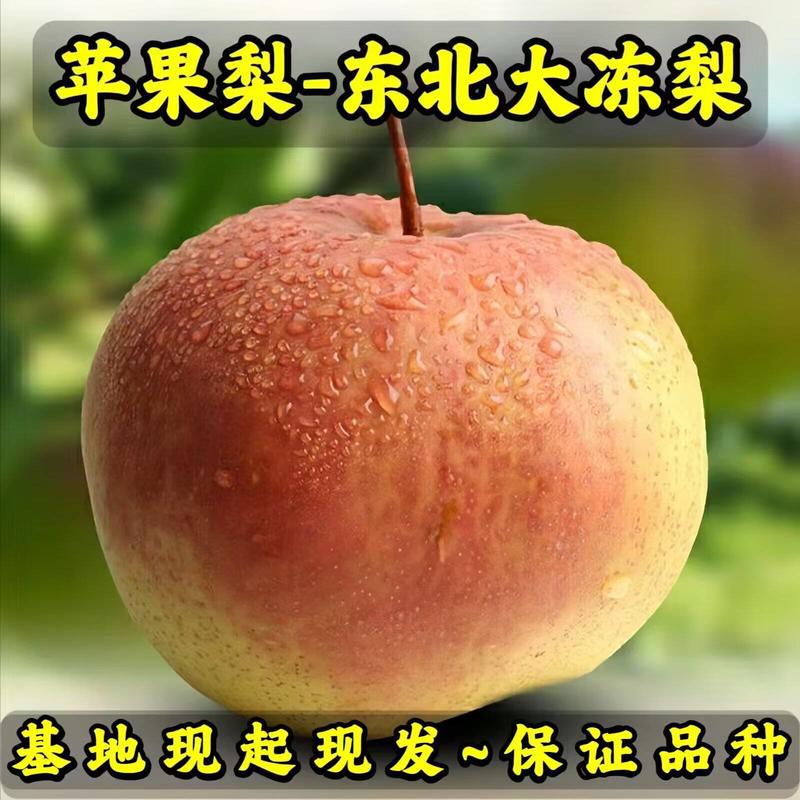 苹果梨树苗(东北大冻梨)耐寒新品种梨树苗辽宁果树苗