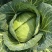四川脆包菜薄皮松包菜泡白菜几百亩嫩菜莲花白冬脆