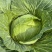 四川脆包菜薄皮松包菜泡白菜几百亩嫩菜莲花白冬脆