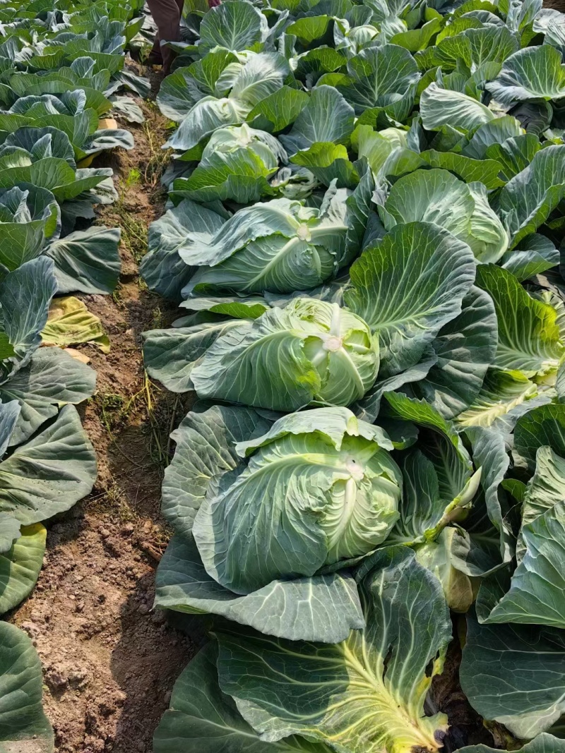 四川脆包菜薄皮松包菜泡白菜几百亩嫩菜莲花白冬脆