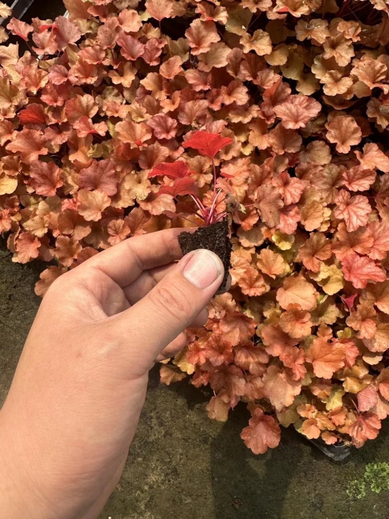 矾根穴盘105孔