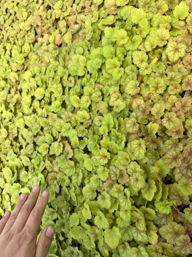 矾根穴盘105孔
