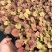 矾根穴盘105孔