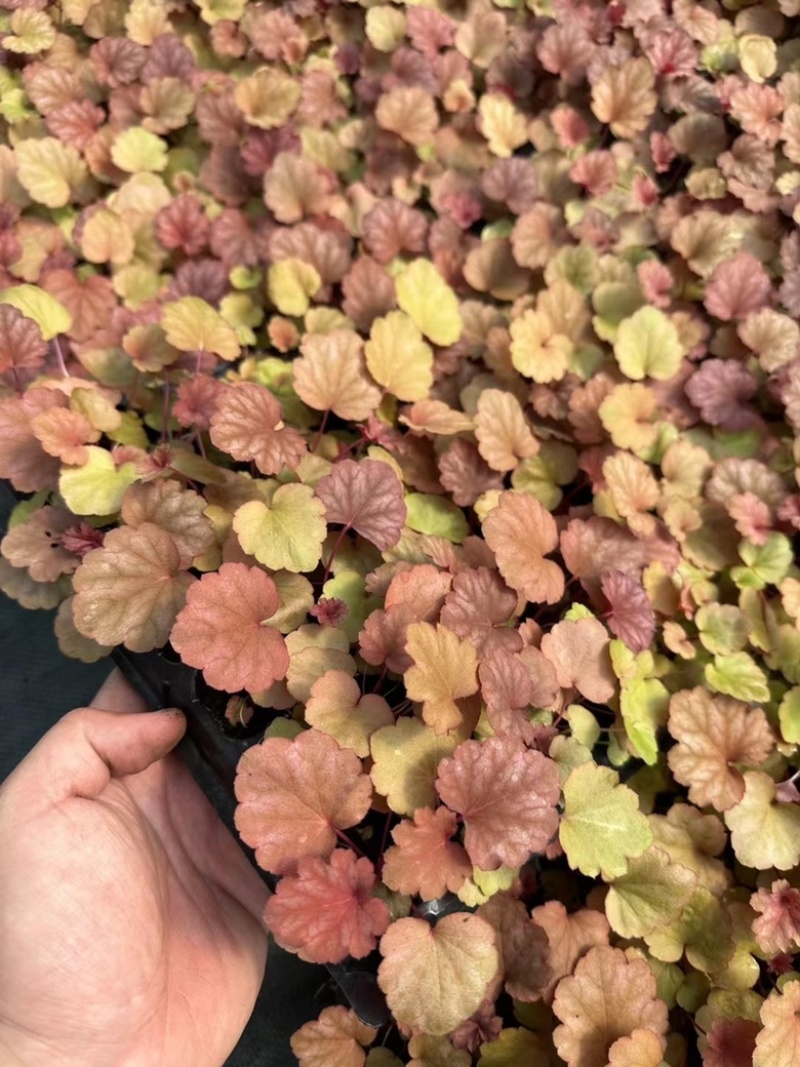 矾根穴盘105孔