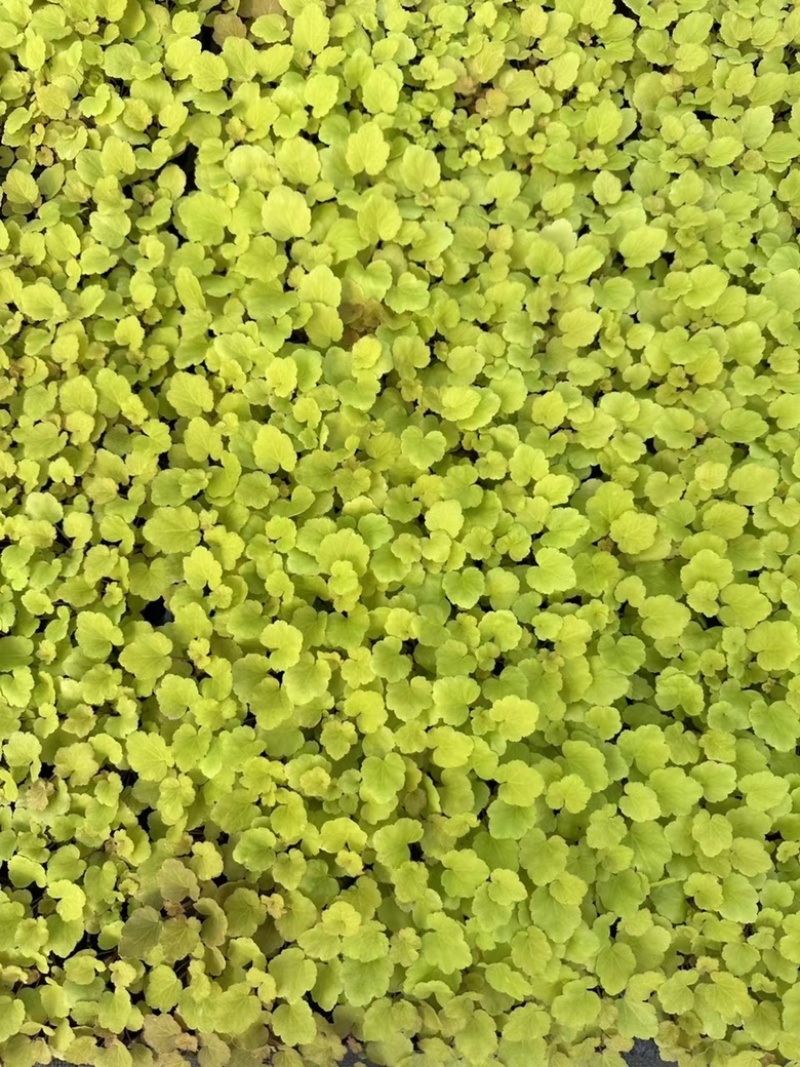 矾根穴盘105孔