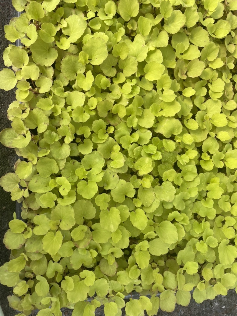 矾根穴盘105孔