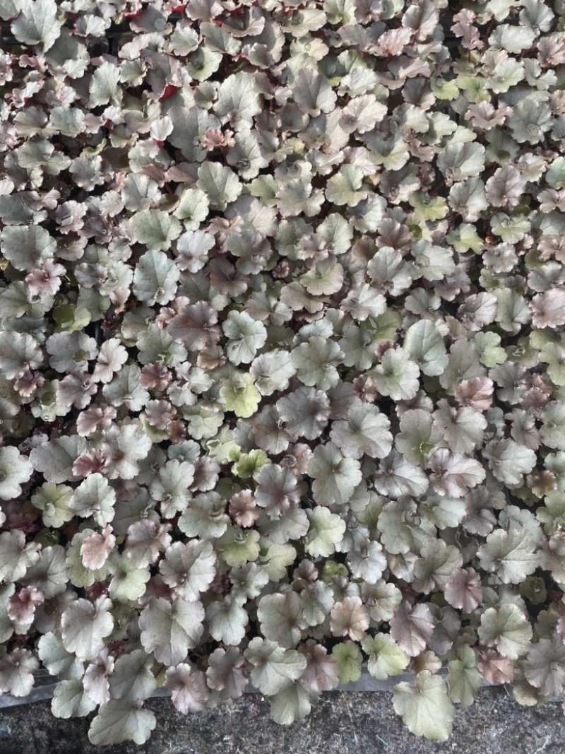 矾根穴盘105孔