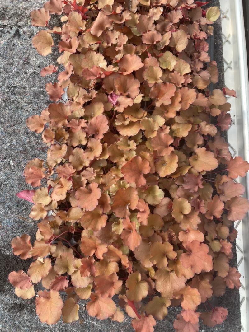矾根穴盘105孔